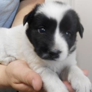 里親様を待っています。子犬♀白黒