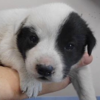 里親様を待っています。子犬♂白黒