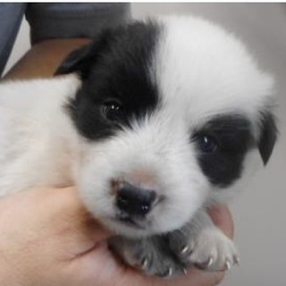 里親様を待っています。子犬♂白黒
