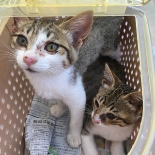 こんな甘えん坊いない！とっても柔らかい兄弟