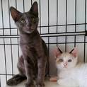 ラグドール風ママとその可愛い子猫たち