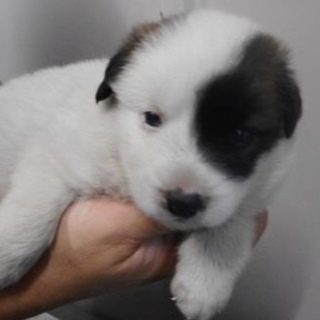 里親様を待っています。子犬♂白茶黒