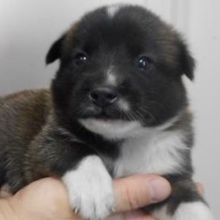 里親様を待っています。子犬♂黒白