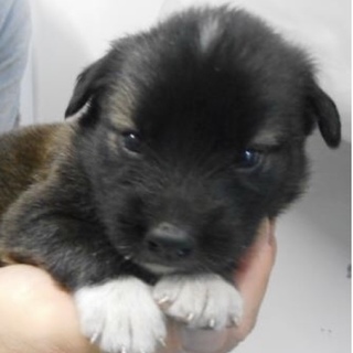 里親様を待っています。子犬♀黒白