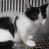 里親様を待っています。子猫♂白黒