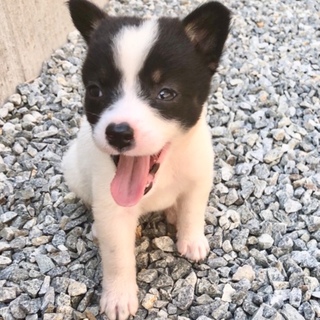 超フレンドリー 可愛いすぎる プリンちゃん