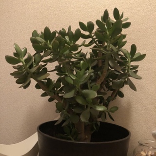 メインクーンの女の子