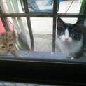 2匹の子猫ちゃんの里親さん募集します！