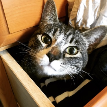 たんすにラブちゃん