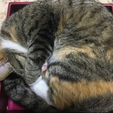 箱入り娘のミラちゃん