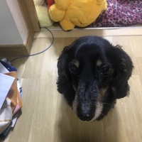 ビスケ