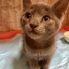 ロシアンブルー風 子猫のシャミちゃん