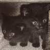 黒猫の兄妹です！里親募集してます！