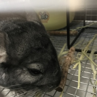 チンチラノーマルグレー