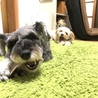 ここマロさん
