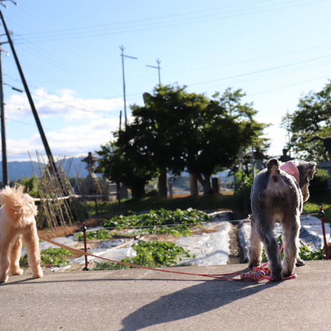 ここマロのカバー写真