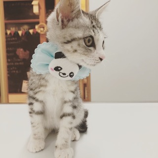 可愛い子猫ちゃん^_^