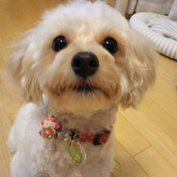 アグリドッグレスキュー譲渡会