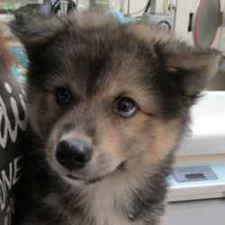 アグリドッグレスキュー譲渡会 サムネイル2