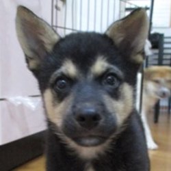 アグリドッグレスキュー譲渡会 サムネイル3