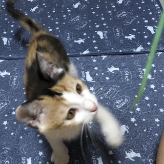 さみしがりやの三毛ちゃん