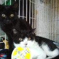 ゲージから出して!!超ビビり生後3か月の黒ちゃん