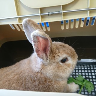 ちょっぴり頑固だけどさみしんぼなネザーの男の子