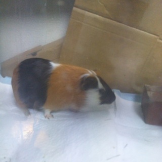 モルモット2匹