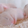 ハムのおうち