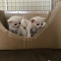 生後1ヶ月の子猫ちゃん
