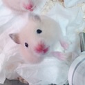 生後１ヶ月になる赤ちゃんハムスター