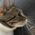 「急募」１歳半スコティッシュフォールド 男の子