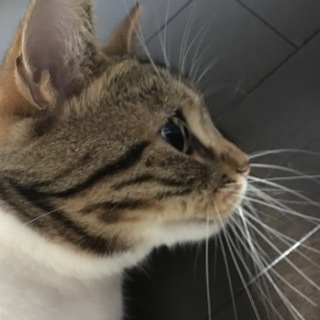 「急募」１歳半スコティッシュフォールド 男の子