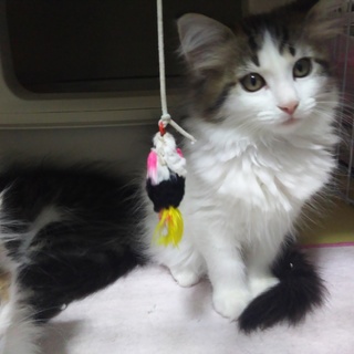 メインクーンのムチムチ女の子♪