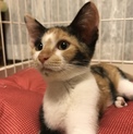 馴れ馴れ三毛猫3ヶ月ぐらい