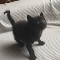 【急募】2ヶ月黒猫オス