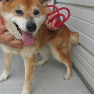 命の期限8月10日柴系雑種15歳の女の子