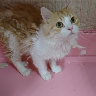 ラガマフィン★ビビり★男の子2歳