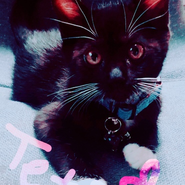 キリッ