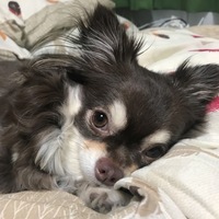 琴