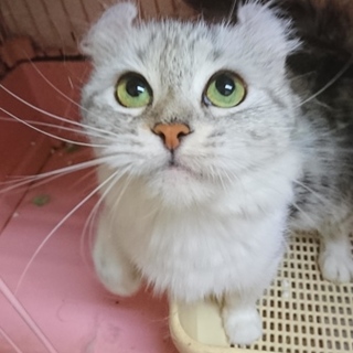 アメリカンカール☆京子ちゃん☆女の子・4歳