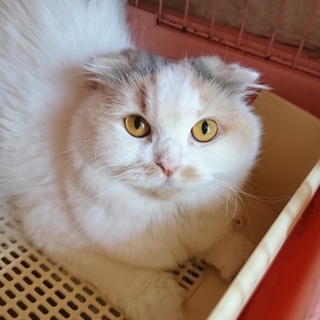 スコF☆まめちゃん☆女の子・折耳・歳・短毛