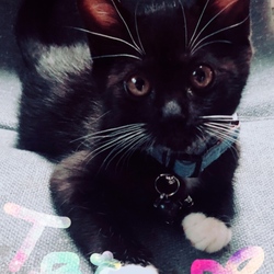 「生後二ヶ月半でっす」サムネイル2