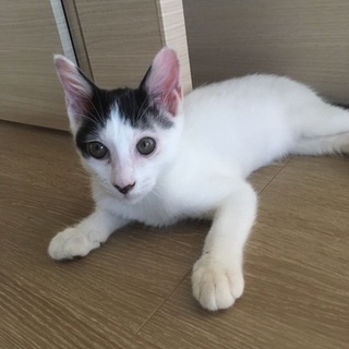 人懐っこい男の子です