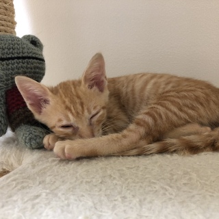 足の長い茶トラ君、ステキなママができました！