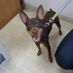 アニマー湯　犬譲渡会 サムネイル3