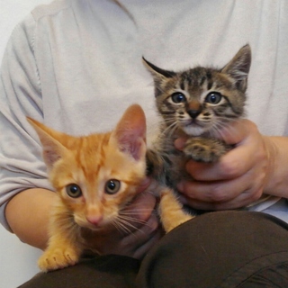 無邪気で仲良しな2ヵ月の兄妹にゃんこ