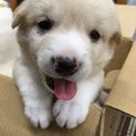 【保健所引き出し】かわいい子犬です‼️