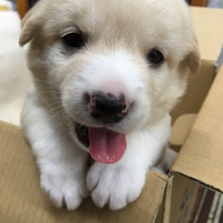 【保健所引き出し】かわいい子犬です‼️