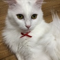 大切に育ててくれる方募集！